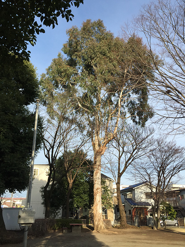 ユーカリの木です。